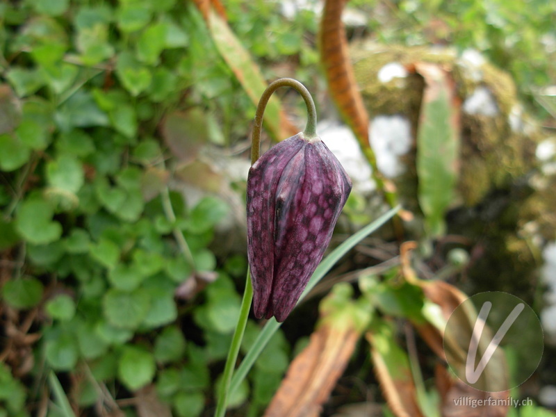 Perlhuhn-Schachblume: Übersicht